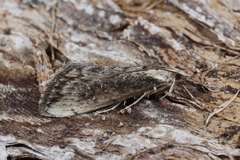 Evergestis isatidalis