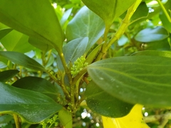 Griselinia