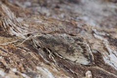 Evergestis isatidalis