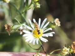 Sphaerophoria contigua