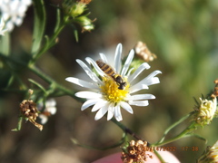 Sphaerophoria contigua