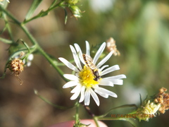 Sphaerophoria contigua