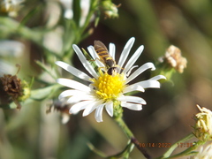 Sphaerophoria contigua