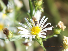 Sphaerophoria contigua