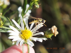 Sphaerophoria contigua