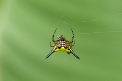 Macracantha hasselti