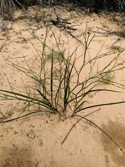Corynotheca licrota