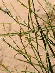 Corynotheca licrota