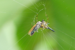 Macracantha hasselti