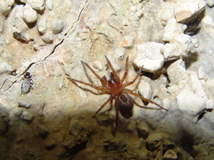 Amaurobius fenestralis