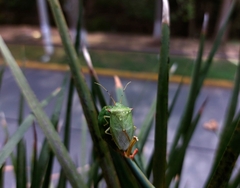 Chlorocoris rufopictus