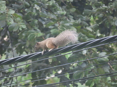 Callosciurus
