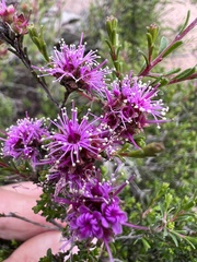Kunzea parvifolia
