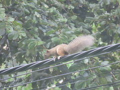 Callosciurus