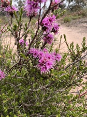 Kunzea parvifolia