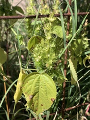 Acalypha ostryifolia