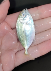 Caranx bartholomaei