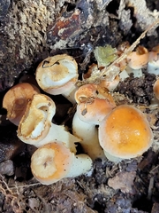 Hygrophorus chrysodon