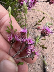 Kunzea parvifolia