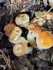 Hygrophorus chrysodon