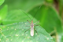 Euagoras plagiatus