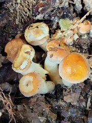 Hygrophorus chrysodon