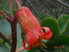 Cotyledon orbiculata