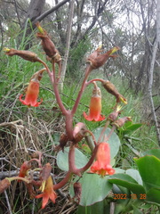 Cotyledon orbiculata