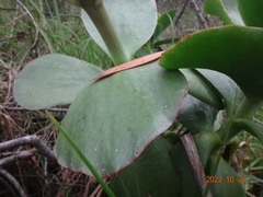 Cotyledon orbiculata