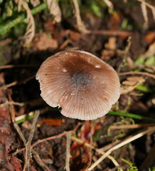 Mycena vinacea
