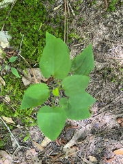 Celtis tenuifolia