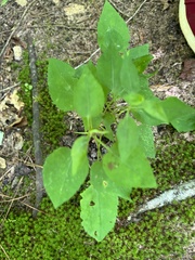 Celtis tenuifolia