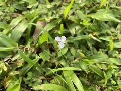 Murdannia loriformis