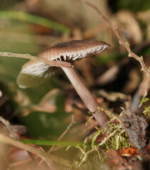 Mycena vinacea
