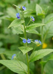 Pentaglottis sempervirens
