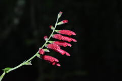 Salvia tubifera