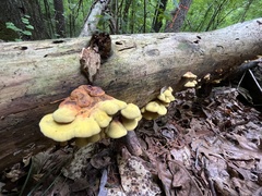 Pseudomerulius curtisii