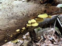 Pseudomerulius curtisii