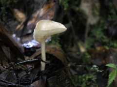 Clitocybe gibba image