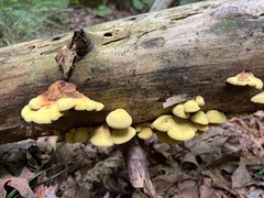 Pseudomerulius curtisii