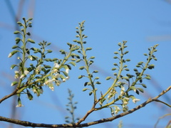 Myroxylon peruiferum