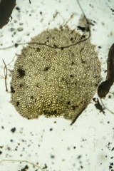 Nardia scalaris