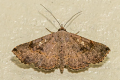 Rhesala moestalis