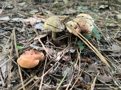 Lactarius peckii