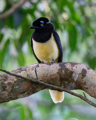 Cyanocorax chrysops