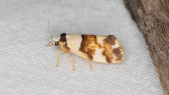 Philenora aspectalella