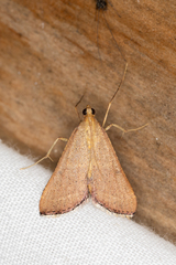 Endotricha pyrosalis