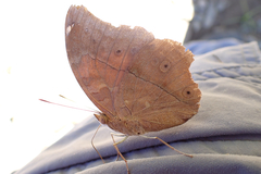Doleschallia bisaltide australis
