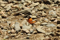 Doleschallia bisaltide australis