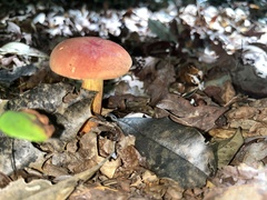 Hortiboletus campestris